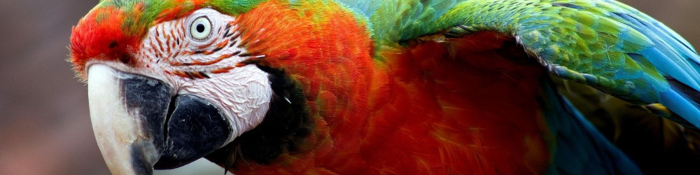 Parrot Quiz